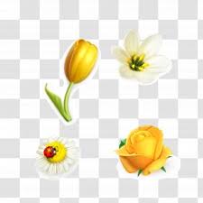 ✓ free for commercial use ✓ high quality images. Kinds Of Flowers Png Images Transparent Kinds Of Flowers Images