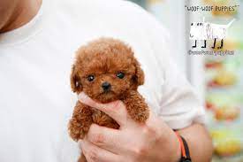 There are 2770 puppy woof for sale on etsy, and they cost $11.85 on average. Woof Woof Puppies Boutique Teeny Tiny Adorable Female Red Poodle Baby Paris Available Facebook