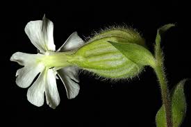 Image result for Silene kiwuensis