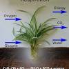 It is the process by which cells convert adp (adenosine diphoosphate) into atp (adenosine triphosphate).plant and animal cells cannot use adp as a form of energy. 1