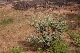 Image result for Corchorus kirkii