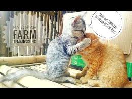 Biasanya yang aku tonton di youtube itu video kucing lucu atau anak kucing imut yang gemesin. Tingkah Laku Kucing Terlucu Ini Emang Gak Ada Obat Piaraan Kucing Lucu