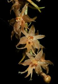 Image result for Tridactyle anthomaniaca