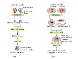 Diploid and haploid are two terms which describe the number of chromosome sets present in the cell or the ploidy of a cell. Chapter Terms 1 Diploid 2 Haploid 3 Autosomes