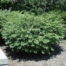 Burning Bush 5 Gallon Container