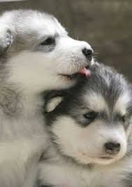 El blanco puro es quizás el color más raro de los ejemplares siberianos. Cachorro Husky Siberiano De 1 Mes Mundo Perro