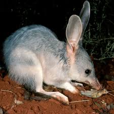 Bilbies have “evolved” to fear dingo poo | Cosmos
