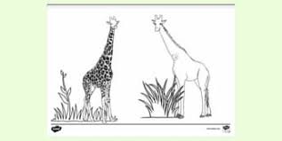 Check out all of our free animal coloring pages at allkidsnetwork.com. What Are Giraffes Answered Twinkl Teaching Wiki
