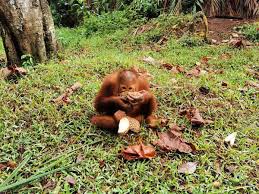 Why you should visit bukit merah orang utan island in malaysia 2021. Orangutan Island A Hidden Orangutan Sanctuary In West Malaysia 2021