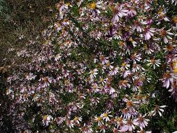 Image result for Felicia filifolia