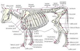 Pig Bone Diagram Wiring Schematic Diagram 5 Laiser