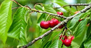 Kiraz Yapragi Nasil Kullanilir Kiraz Yapraginin Faydalari Nelerdir Kiraz Yapragi Cayi Idrar Yolu Enfeksi Sour Cherry Tree How To Grow Cherries Cherry Tree