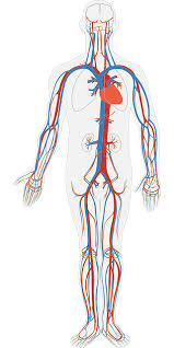 Veinous system, arterial system, circulatory system, schema: The Heart For Kids Cool Kid Facts