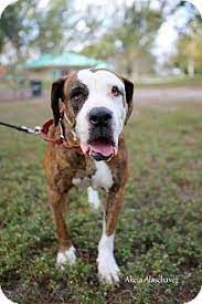 44 Best American Bandogge Images Mastiff Mix American Bulldog Mix American