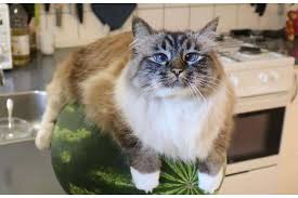 Oct 09, 2017 · gambar anak kucing. 20 Foto Kucing Lucu Ini Akan Meredakan Tingkat Stres Kamu