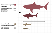 Megalodon Wikipedia