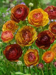 Image result for Ranunculus  cooleyae
