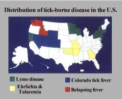 Your Pet And Lyme Disease