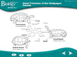 Pin On Tortoise Coloring Page