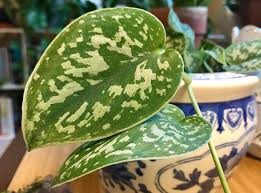 We did not find results for: The Difference Between Scindapsus And Pothos Plants