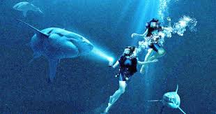 47 meters down grossed $44.3 million in the united states and canada and $17.4 million in other territories for a worldwide total of $61.7 million, against a production budget of $5.5 million. The World S Worst Sister 47 Meters Down Film Review Vulturehound Magazine Entertainment Wrestling