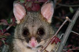 Image result for Commicarpus pilosus