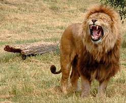 Pin On Lion