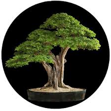 Bonsai Forests And Groups Youtube
