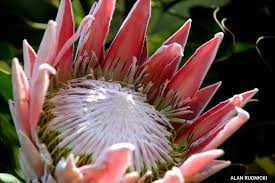 Image result for Protea enervis