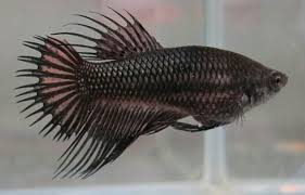 King Crowntail Female Or Should I Say Queen Crowntail Betta Aquaticmodels Aquabid Bettafish Bettaben Betta Fish Betta Fish Pet