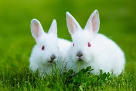 She doesn't go into the nest box except to feed at dusk; What To Feed A Baby Rabbit Things You Must Know Pet Comments