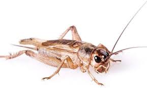Free and fast live streaming of live cricket streaming. Live Crickets