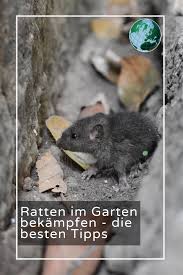 Haben sie einen befall bemerkt, ist rasches handeln extrem wichtig, um den schaden einzugrenzen. Ratten Im Garten Bekampfen Die Besten Tipps Ratten Tipps Katzen Futter