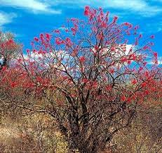 Image result for Commiphora tenuipetiolata