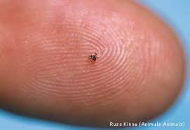 Ticks find their prey by the carbon dioxide that they emit. The Tick Predicament