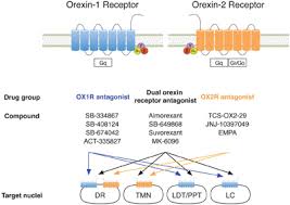 Orexin Receptors And Antagonists Abbreviations Ox1r Type 1 Orexin Download Scientific Diagram