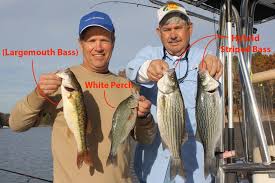 Striped bass don't have eyelids so when the sun comes up, they will retreat to deeper water to avoid the bright light. White Perch Vs White Bass A Simple Guide
