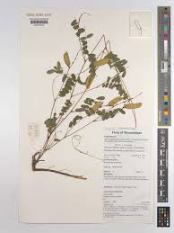 Image result for Abrus melanospermus