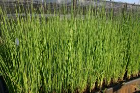 Image result for Schoenoplectus sp.no.1