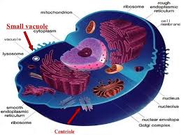 We did not find results for: Aug 24 Plant Vs Animal Cells