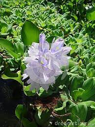 Pin On Water Hyacinth Aguape