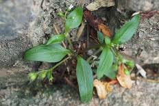 Image result for Oldenlandia affinis