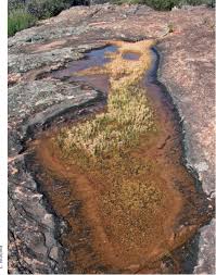 Image result for Secamone delagoensis