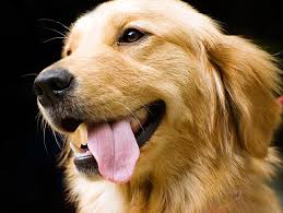 Since holistic pet care refers to evaluating the whole pet, it pays close attention to diet and food, nutritional supplements, preventive care, exercise, and grooming as well as the whole range of options available for any needed treatment. Holistic Pet Care Petfinder