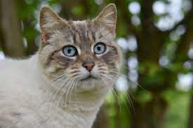 How Long Do Cats Live Cat Lifespan Age Guide Vets Now
