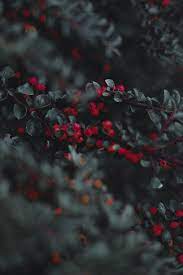 Search free wallpapers, ringtones and notifications on zedge and personalize your phone to suit you. 550 Wallpaper For Mobile Pictures Download Free Images On Unsplash