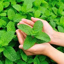 Peppermint oil is the essential oil taken from the flowering parts and leaves of the peppermint plant. Sulfate Free Peppermint Tea Tree Shampoo