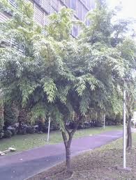 Image result for Ficus barteri