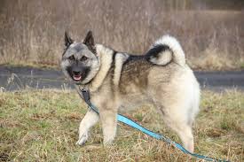 Image result for norský losí pes šedý