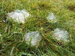 Tremellales, dacrymycetales, auriculariales and sebacinales. Clear Jelly Like Material Observation Uk And Ireland Ispot